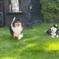 Maak kennis met Suzanne, Gene & Doha 🐾